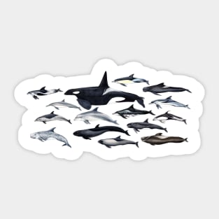 Dolphin diversity Sticker